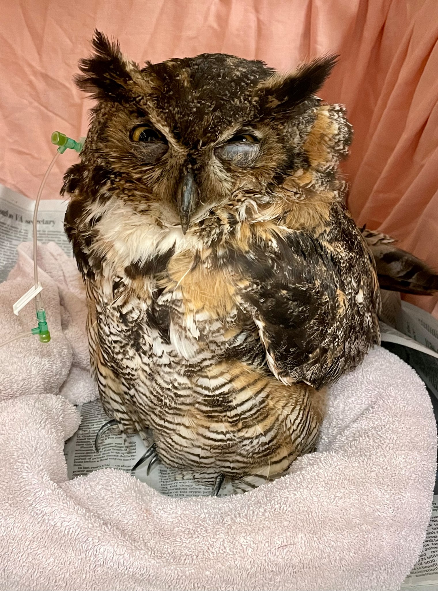 Blueridgewildlifeowl2july2021 Blueridgewildlifeowl2july2021