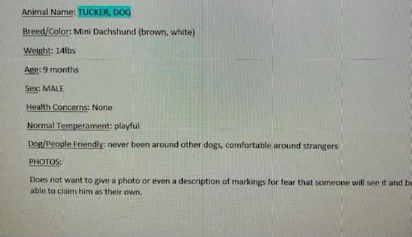 Dog2crashmcdowellcra_20210815-18Augth_1 Dog2crashmcdowellcra_20210815-18Augth_1