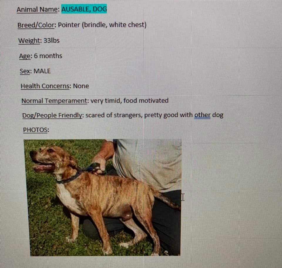 Dog3mcdowellcrashfb Dog3mcdowellcrashfb