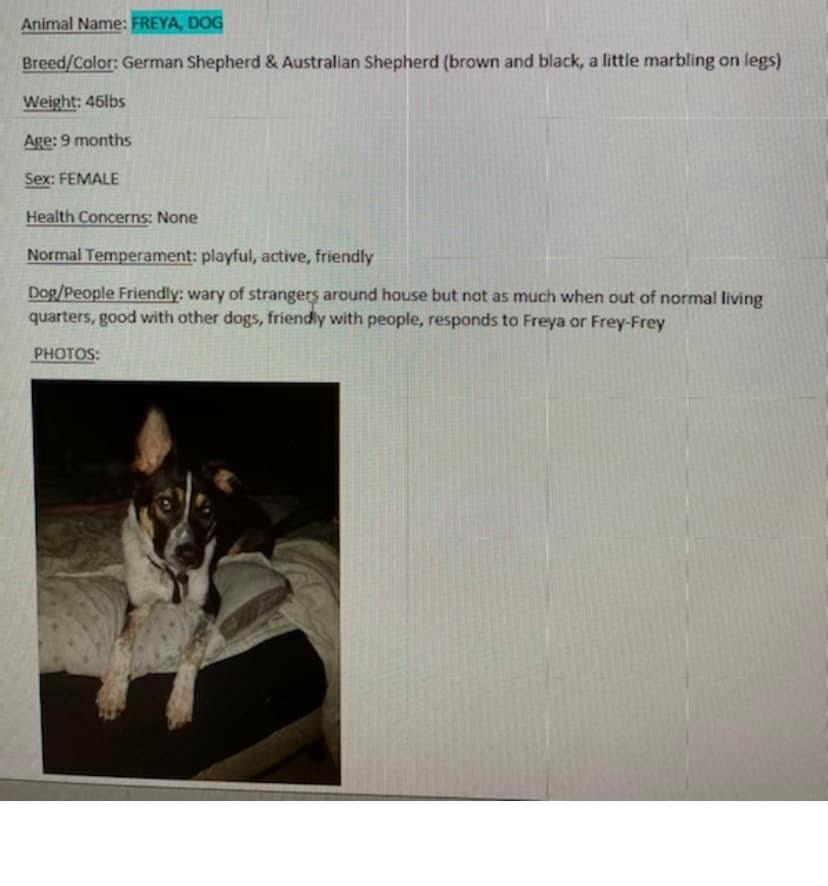 Dogcrashmcdowellcrashfb8 Dogcrashmcdowellcrashfb8