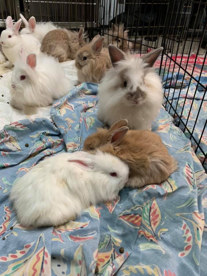 RabbitsBW RabbitsBW