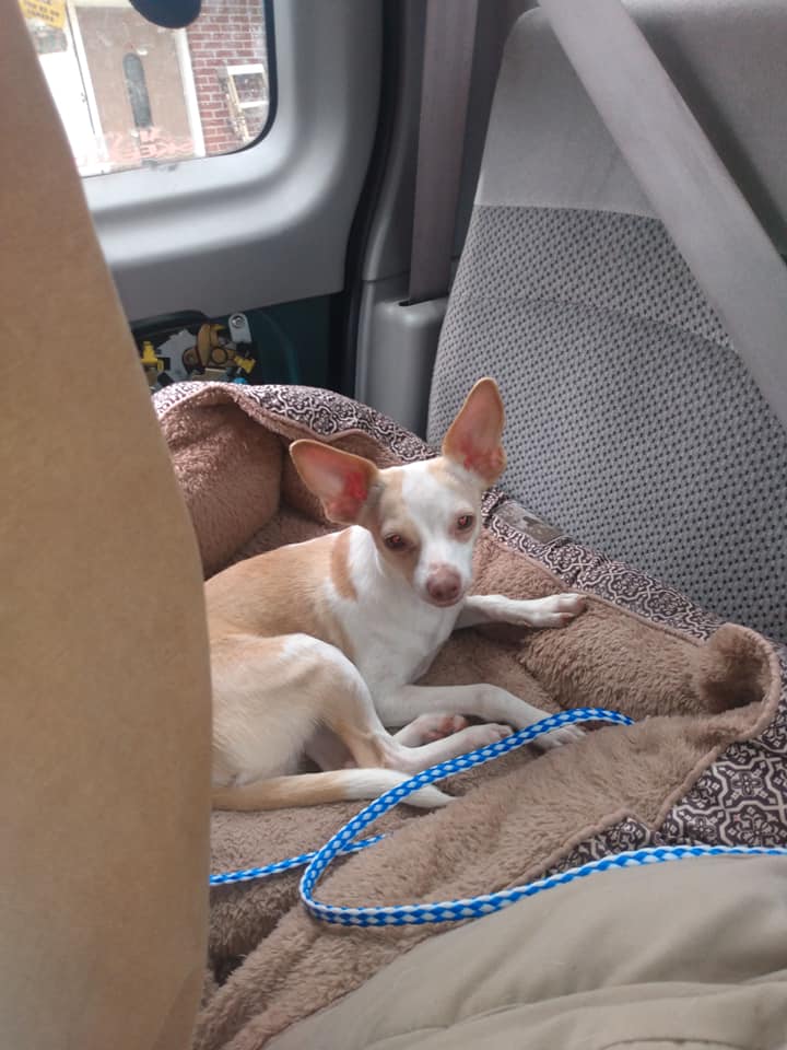 DogBabystolenednyeville DogBabystolenednyeville