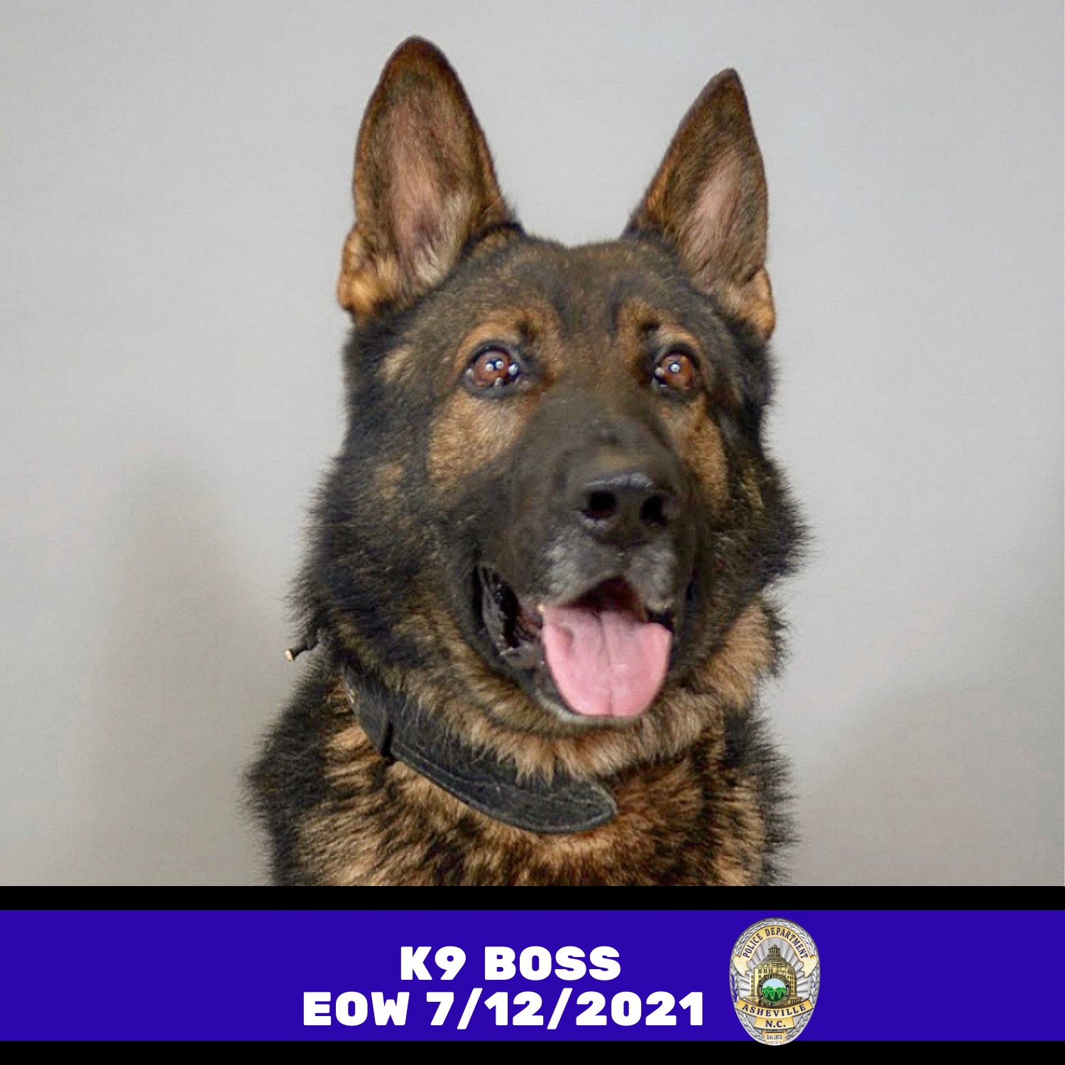 K9BossAshevillePoliceDog2021 K9BossAshevillePoliceDog2021
