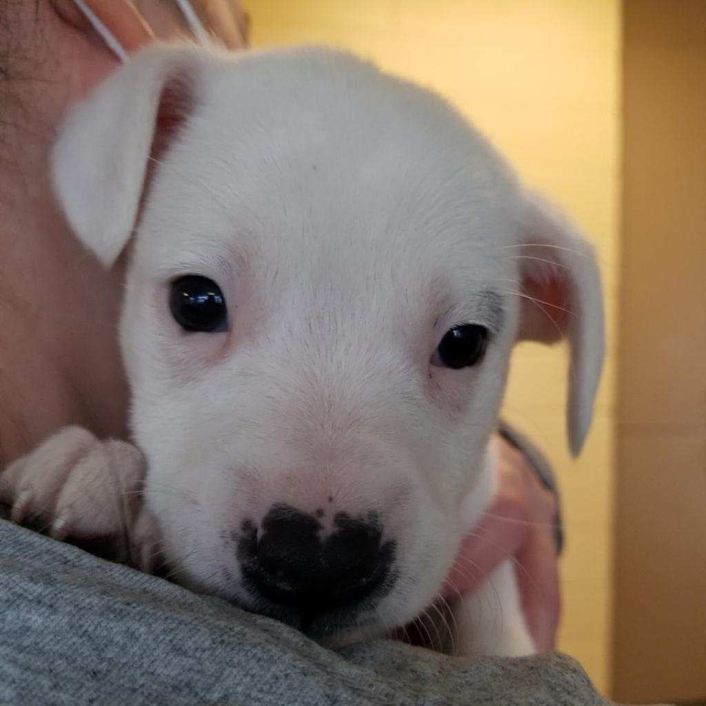 Puppyabused Puppyabused