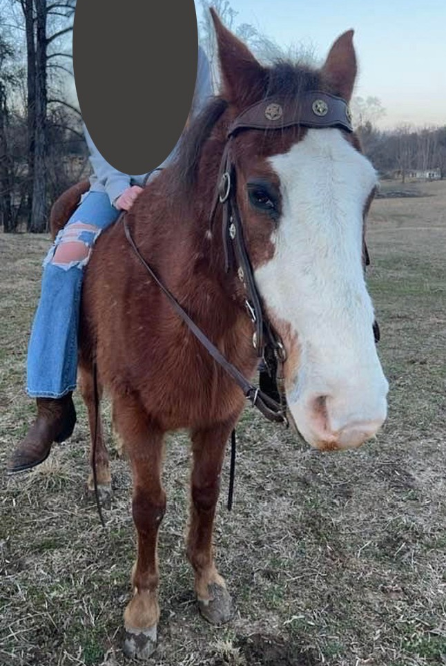 Horsekilledhendersonkilled2fb Horsekilledhendersonkilled2fb